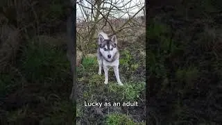 CUTEST POMSKY PUPPY TO ADULT! 🐶🥰❤️