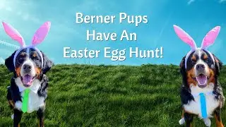 Berner Pups Have An Easter Egg Hunt! |2021