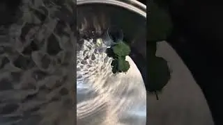 Wind-Driven Waves 