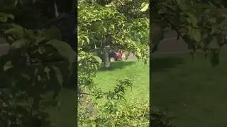 Scaring of the kids + dropped phone