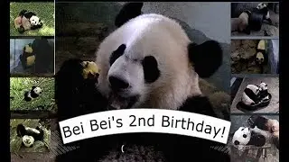 Happy 2nd Birthday Bei Bei Panda!  08-22-17