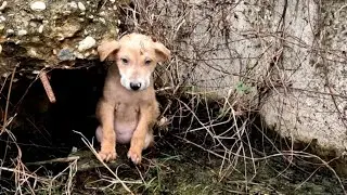 Alone, taking refuge in the wilderness , poor puppy was scared, until healed by love