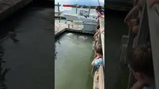 Sharks swimming near alligator in Hilton Head, SC.