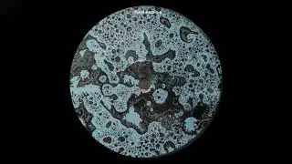 Anml Mthr - Cannonball [FLASH-X-013]