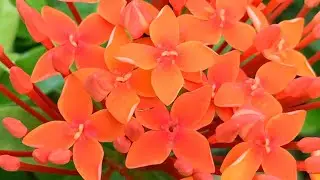 Samutsari #Vlog192 #Reactionvideo #OFW   #ABS-CBN #Nature