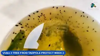 VIDEO 3 TREE FROG TADPOLE PROJECT WEEK 2 substantial growth in just a few weeks