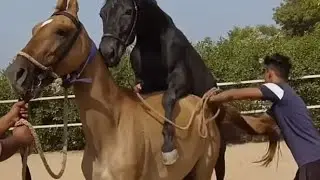 Big horse enjoy with strong style breeding with female young horse