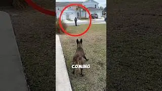 The dog was looking at the road expectantly 🐕&zwj;🦺 #dog