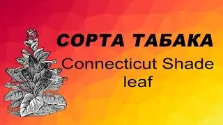 СОРТ ТАБАКА CONNECTICUT SHADE LEAF. Семена табака.