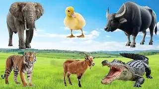 Cute little Animals - Elephant, Duck, Buffalo, Tiger, Goat, Crocodile - Animal Sounds