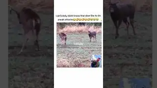 bro practicing🤣😭#shorts #viral #funny #cat #hunting #turkey #istanbul #voiceover #deer #gohard #ique