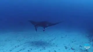 Manta Alley & Batu Bolong Komodo