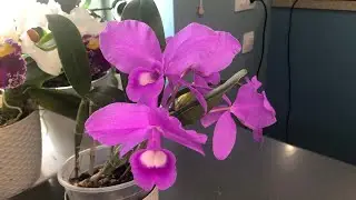 Cattleya skinneri / Guarianthe skinneri / каттлея Скиннера, цветение, цикл развития