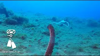 HOLOTHURIE TUBULEUSE EN REPRODUCTION, Holothuria tubulosa, MARSEILLE - SEACRETDIVE