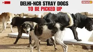 LIVE | Delhi-NCR Stray Dogs to Be Picked Up and Sheltered Under Supreme Court Directive