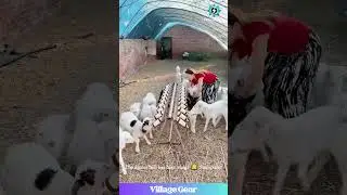 This LAMB Milk Bar is the Cutest Invention EVER! 😂 I Want to Work Here! You Have to See This! #lamb
