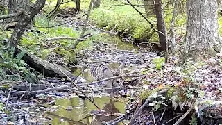 Snake, Raccoons, Fox Squirrels, Deer, Barred Owl, Coyote | Virginia Trail Cams - September 2022