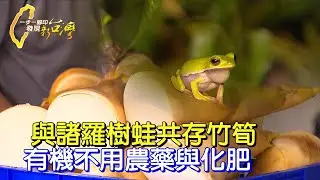 第三代筍農接手綠竹筍園 不使用農藥和化肥 用有機種竹筍也保育特有樹蛙∣一步一腳印【讓竹筍與樹蛙共存】20230813