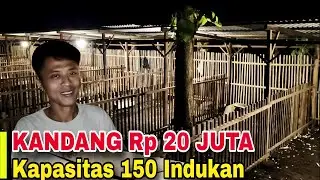 Kandang Entok 20 Juta Muat 150 Induk