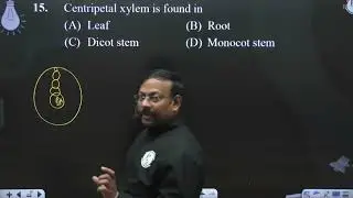 Centripetal xylem is found in....