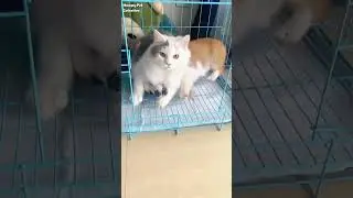 This sneaky cat keeps teasing the dog like it&rsquo;s a daily routine 😂 #shorts #cat