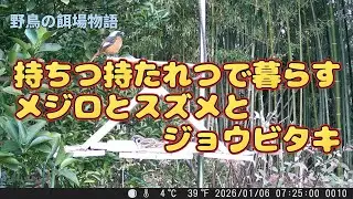 野鳥の餌場物語・持ちつ持たれつで暮らすメジロとスズメとジョウビタキ 2026/01/06