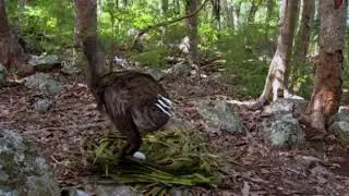 Raphus Cucullatus | Dodo
