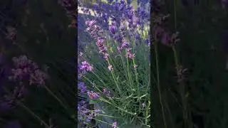Summer time #summer #seattle #wa #flowers #summertime #summervibes