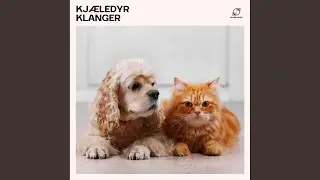 Musikk for Engstelige Kj&aelig;ledyr