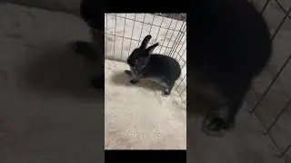 Cute Silver Martin Rabbit Baby ❤ #youtubeshorts #youtube #viral