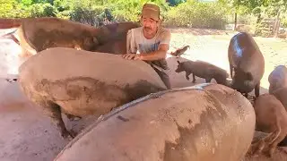 criação de porco caipira começou com 08 hj mais de 500 animais