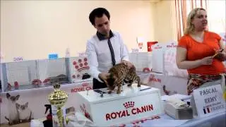 Bengal female Angel Sun Golden Savannah on Odessa Cup 2013