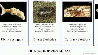 Malacolog&iacute;a, orden Sacoglossa placida elegans japonica nigra mollusca gracilis nigricans babai