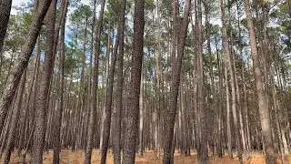 Upland Pine Forest in Congaree National Park Looks Like a Different World From the Cypress Swamp