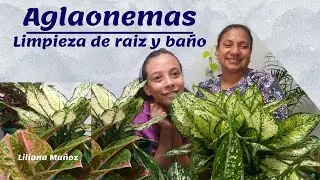 AGLAONEMAS, LIMPIEZA DE LA RAIZ, BAÑO Y SIEMBRA / Liliana Muñoz