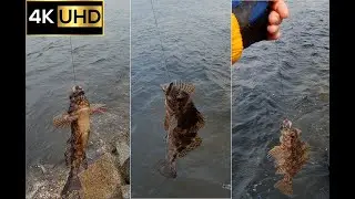 Three Kelpfish Caught at Moruya Breakwall | Moruya Fishing