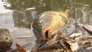 Thousands of fishes found dead in Australia's Darling river