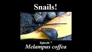 Snails! Melampus coffea - The Coffee bean Melampus . Ep. 7