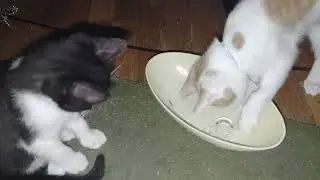 ice ice kittens