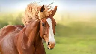 HORSE - Animals for kids/Horses pictures with classical music #kids##children##species of horses#