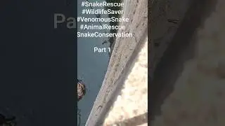 Brave Snake Rescue in Village 🐍  Real Village Life