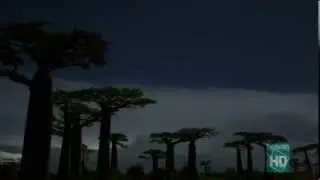 Baobab Flower