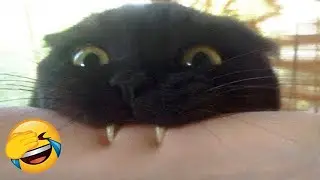 Ты смеешься, ты проигрываешь 😂 Самые смешные видео о кошках и собаках 😹🐶 Часть 38