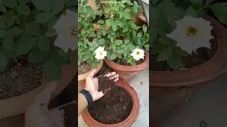 🤫Which fertilizer to put in phol plants || Best fertilizer for flowering plants