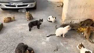 Stray Cat Eats First While Others Just Watch &ndash; Surprising Cat Behavior!