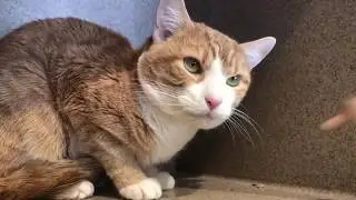Classical Conditioning for Cats (Short)