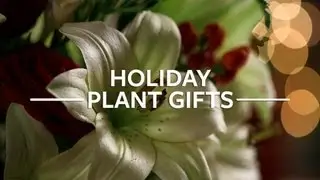 Holiday Gift Plants
