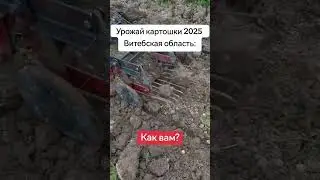 Ты видишь картошку? Нет. А она есть #новости #беларусь #урожай #картошка