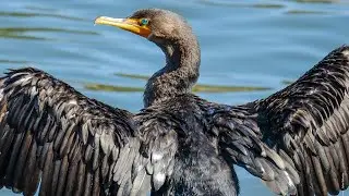 Lake Merritt Birds