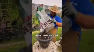 Planting The Native Texas Esperanza! #nativeplants #texasgardening #gardening
